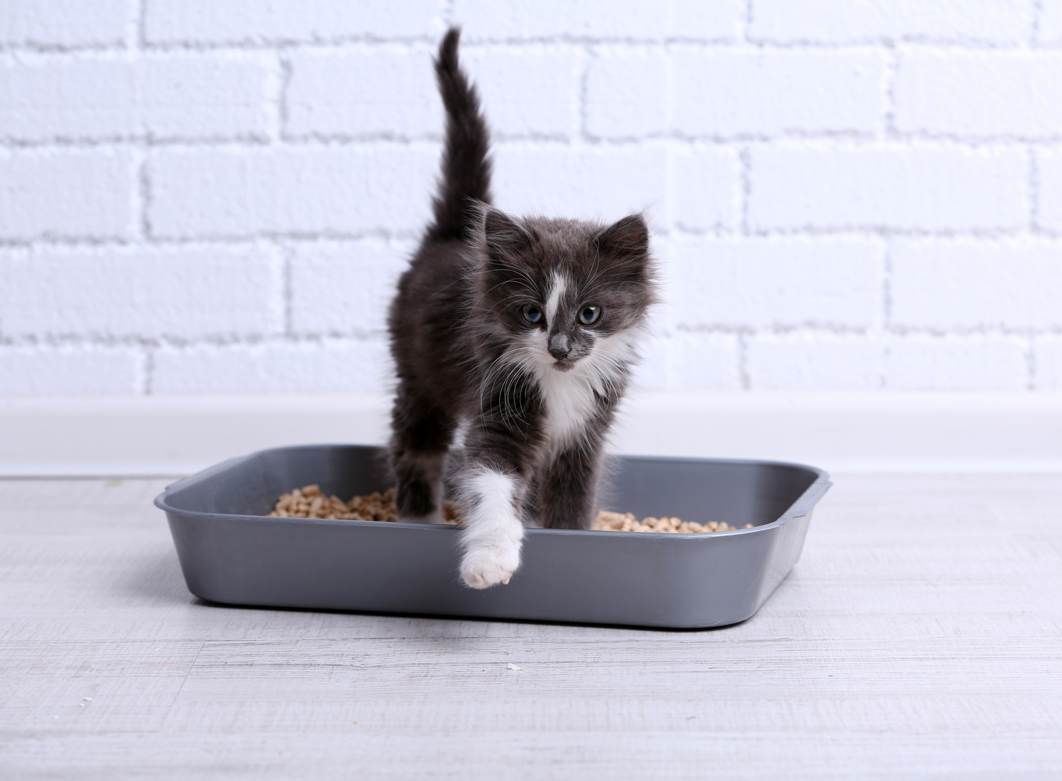 3 Tips To Use Cat Treats While Not Spoiling Them